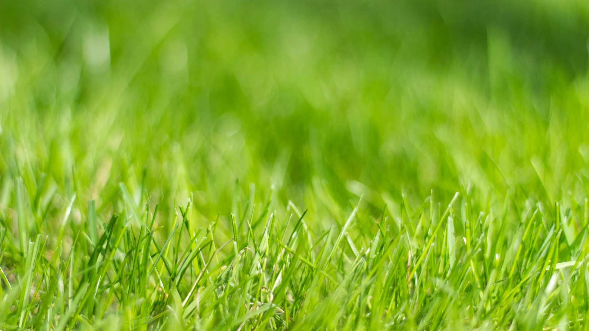 Lawn with grass blades poking out in Morrison, WI.
