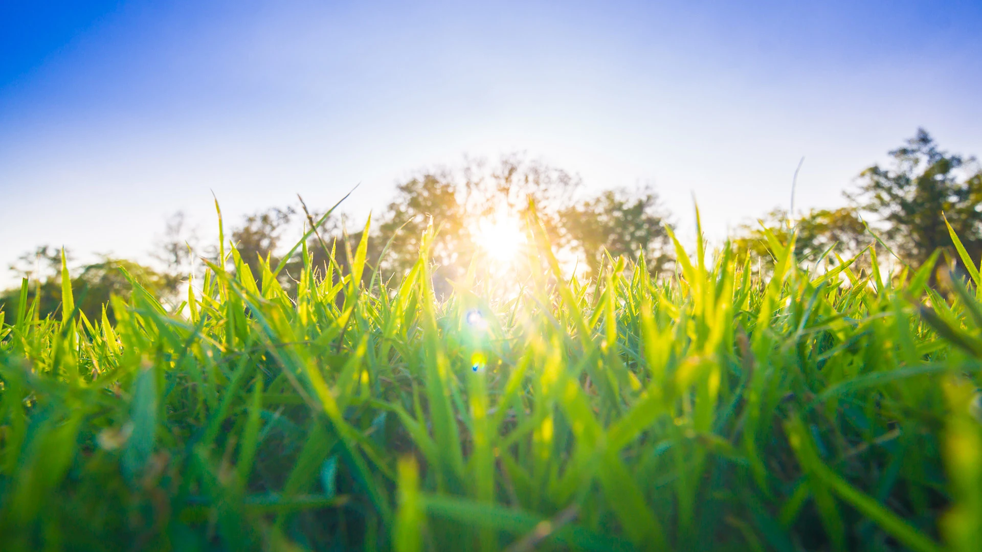 Rejuvenate Your Lawn After Winter with These 2 Crucial Services