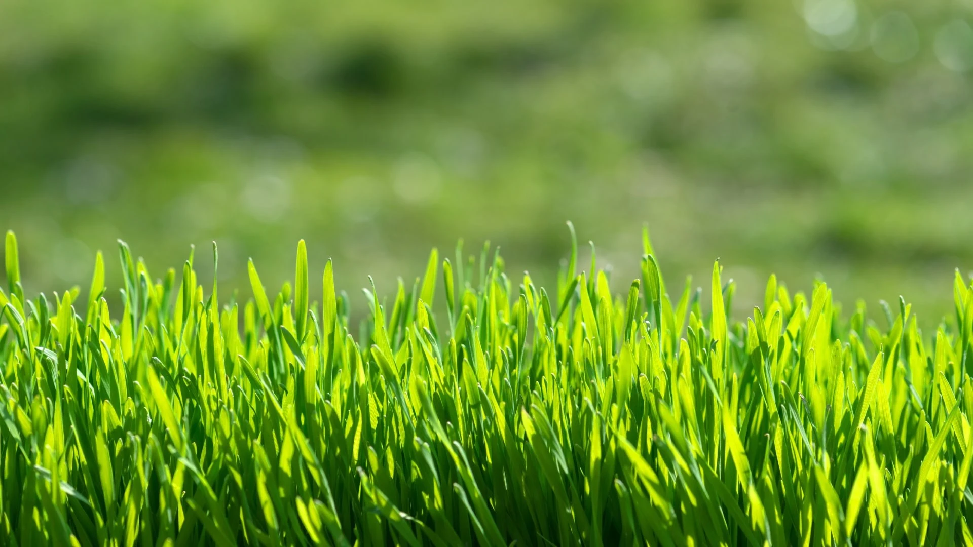 Green grass blades from lawn in Combined Locks, WI.