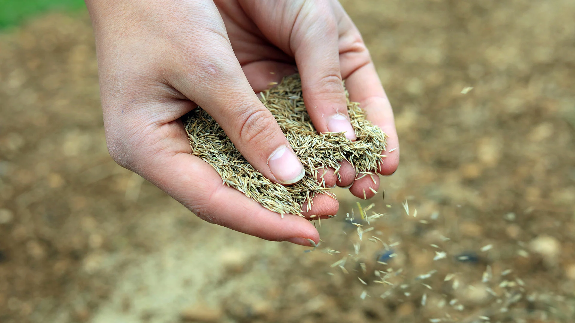 Overseeding Can Revitalize the Health & Beauty of Your Lawn
