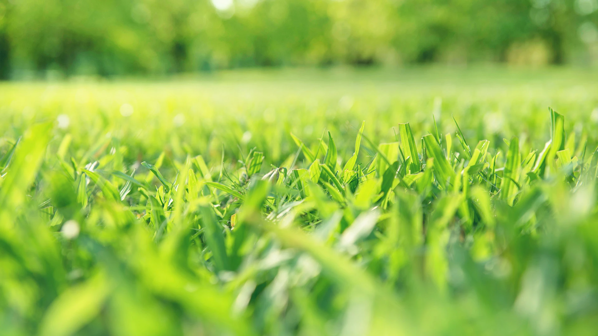 Healthy grass blades in lawn in Allouez, WI.