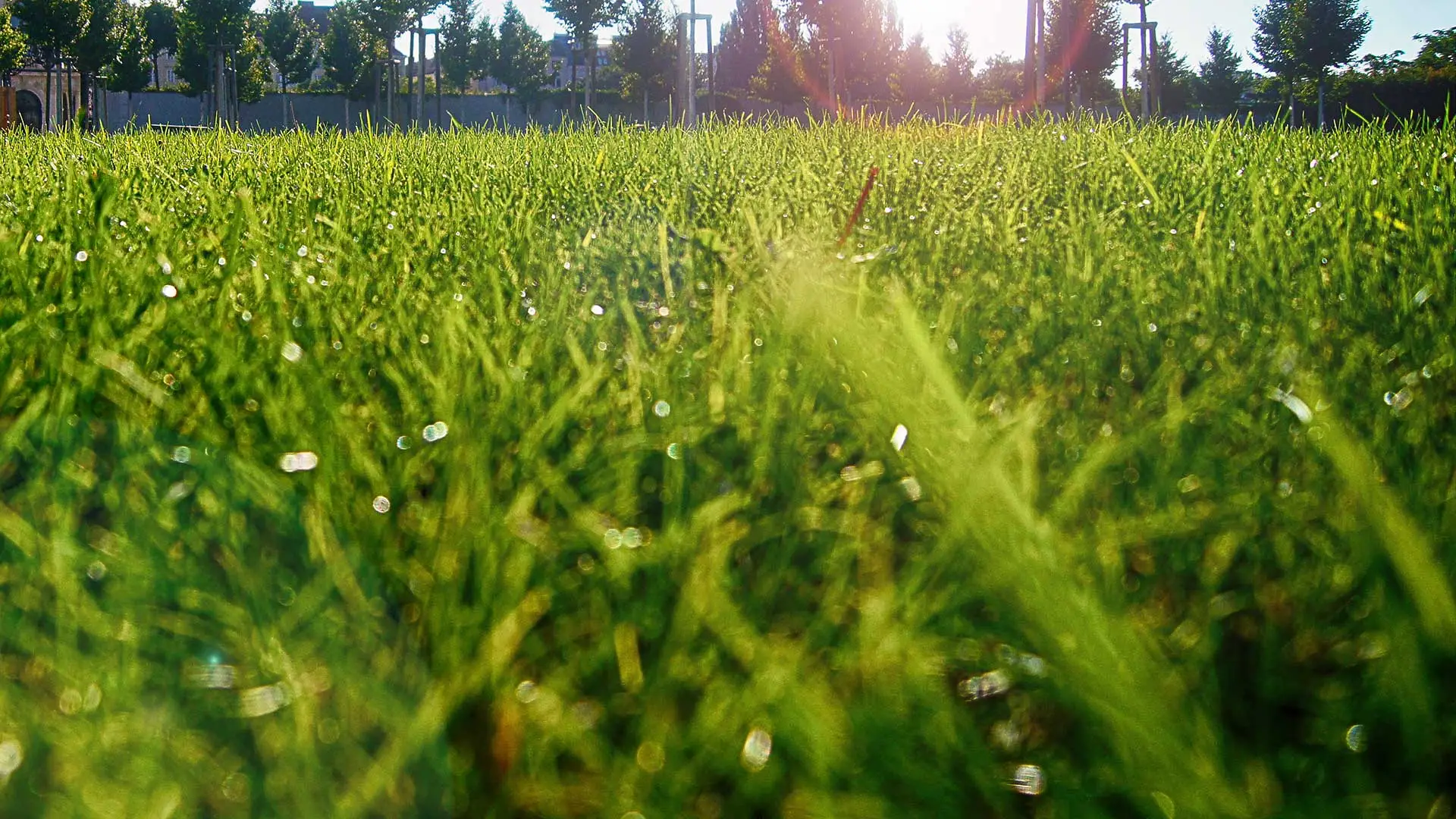 Lawn with sun glare beaming over in Freedom, WI.