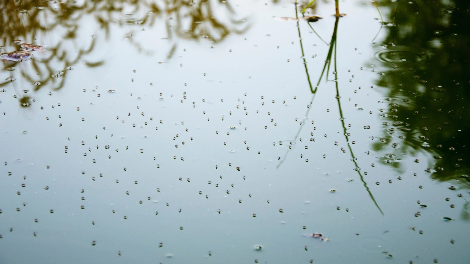 Are Mosquitoes Ruining Your Summer Fun? Keep Them Away With These Tips