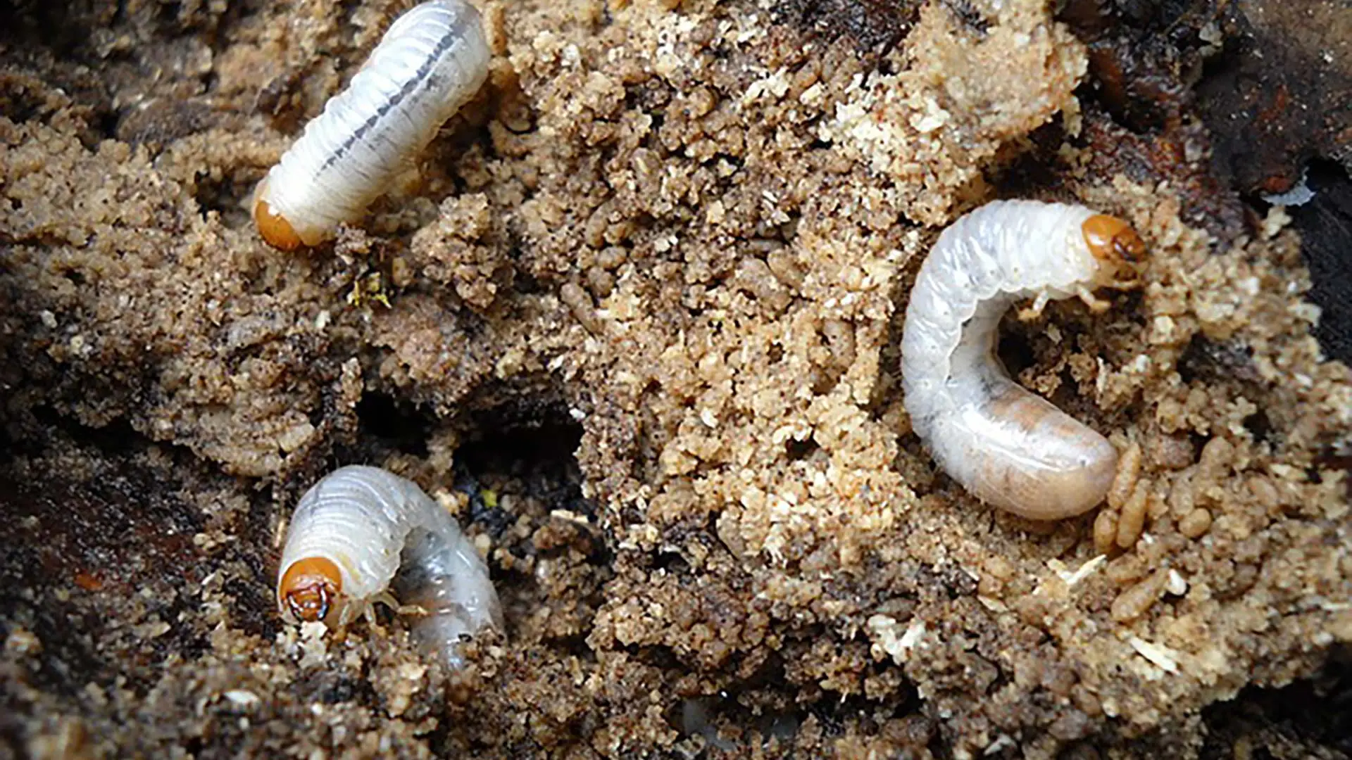 Keep a Look Out for These Tell-Tale Signs of a Lawn Grub Infestation