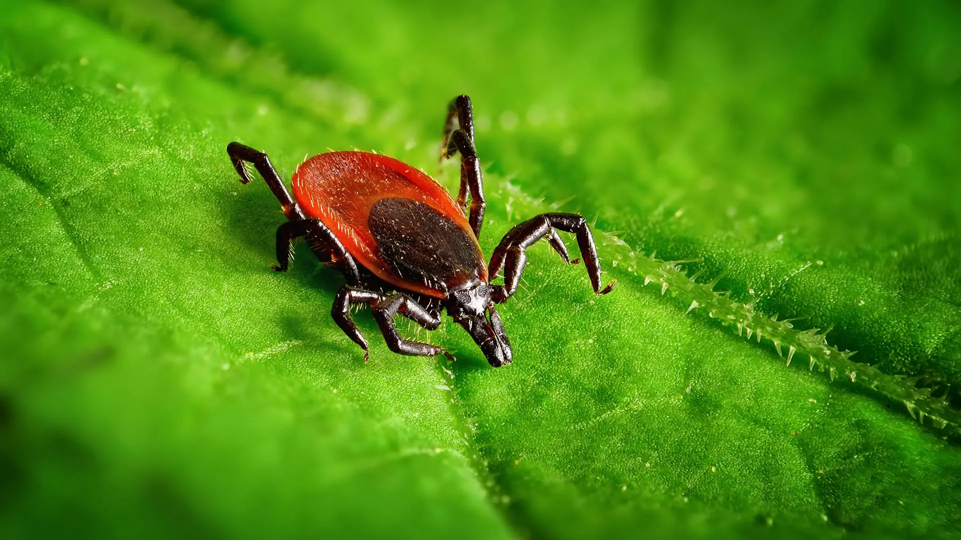 3 Ways to Keep Fleas & Ticks off of Your Lawn