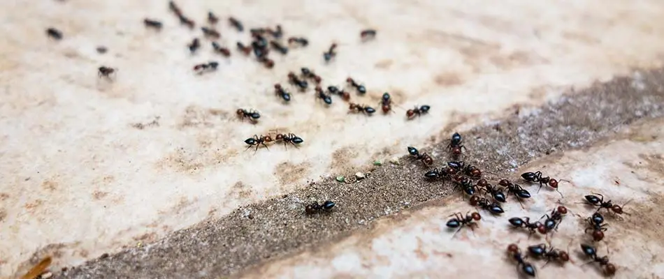 Ants streaming across concrete steps at a home in Green Bay, WI.