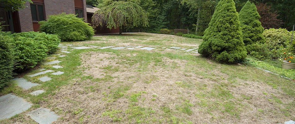 Brown patch lawn disease infection spread throughout lawn in Seymour, WI.