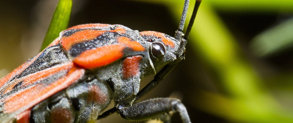 Chinch bug found in lawn in Denmark, WI.