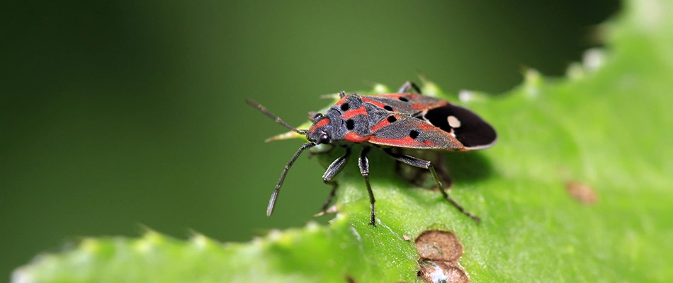 Chinch bug found sitting on property's lawn in Glenmore, WI.