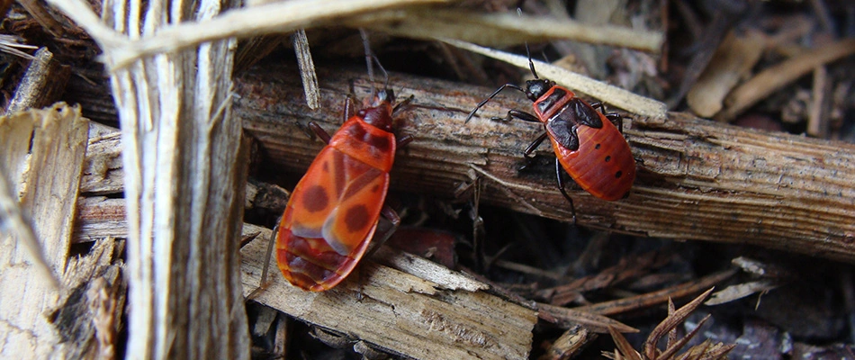 Chinch bugs found over property in Allouez, WI.