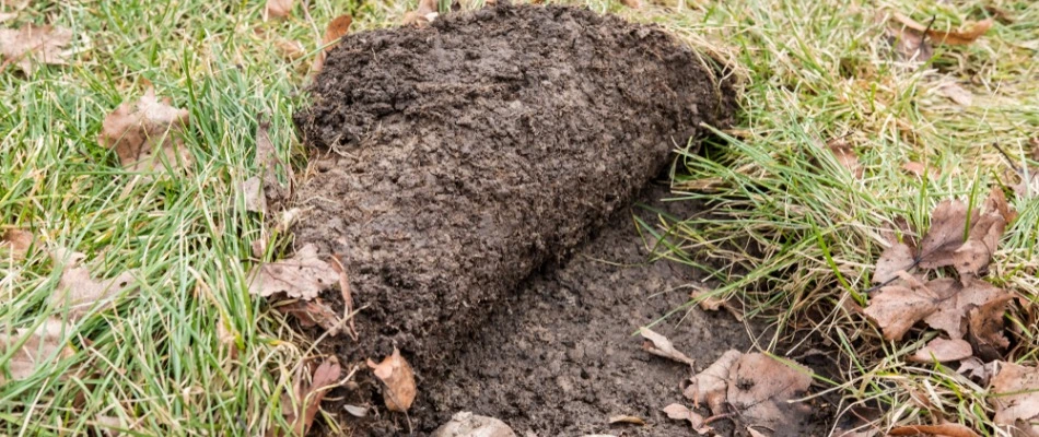 Lawn pulling like carpet from grub infestation in Howard, WI.