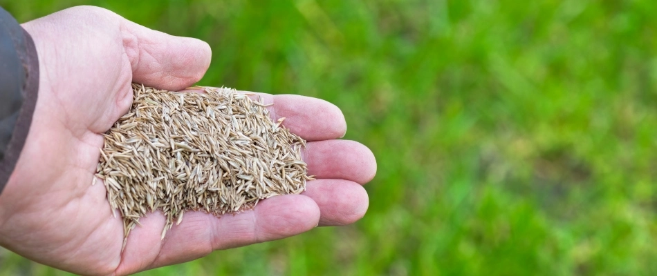 Hands filled with seeds about to be poured over patch in lawn in Kaukauna, WI.