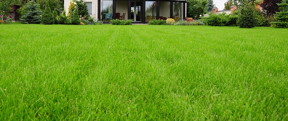 A thick, green, healthy lawn due to fertilization in front of a home in Bellevue, WI.