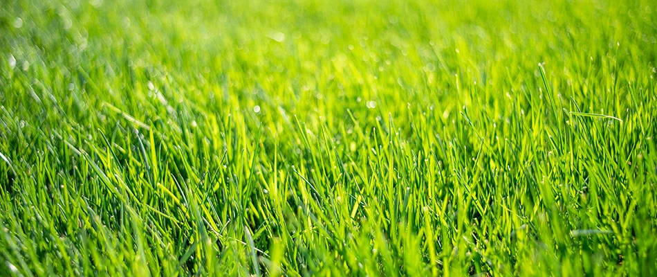Healthy lawn after lawn services in Grand Chute, WI.
