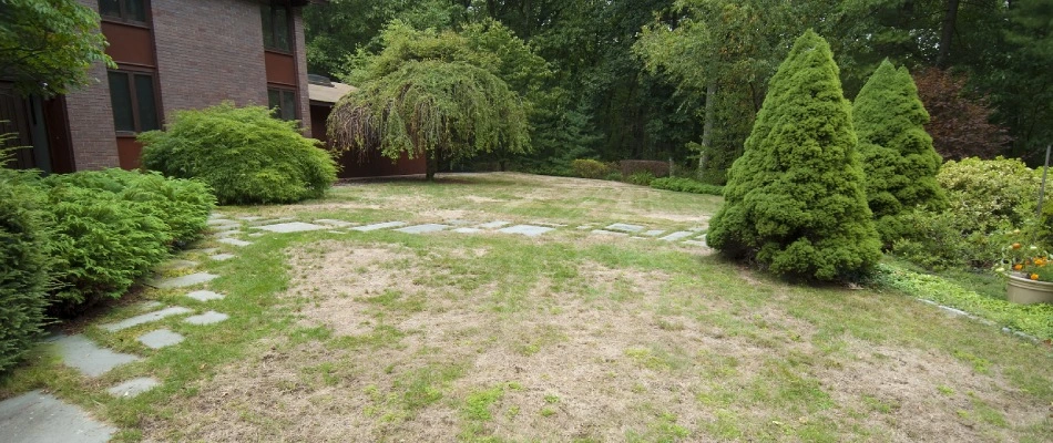 Lawn disease infected lawn found in Morrison, WI.