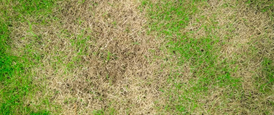 Infected lawn in Holland, WI.