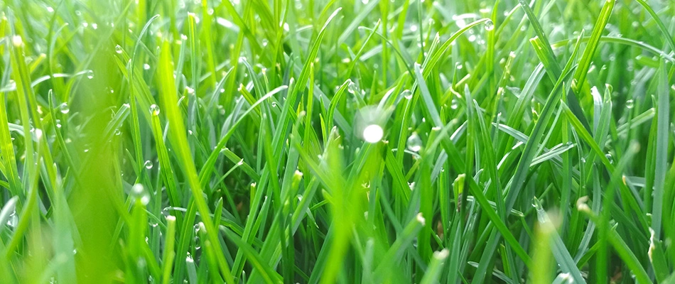 Thick grass from overseeding service done in De Pere, WI.