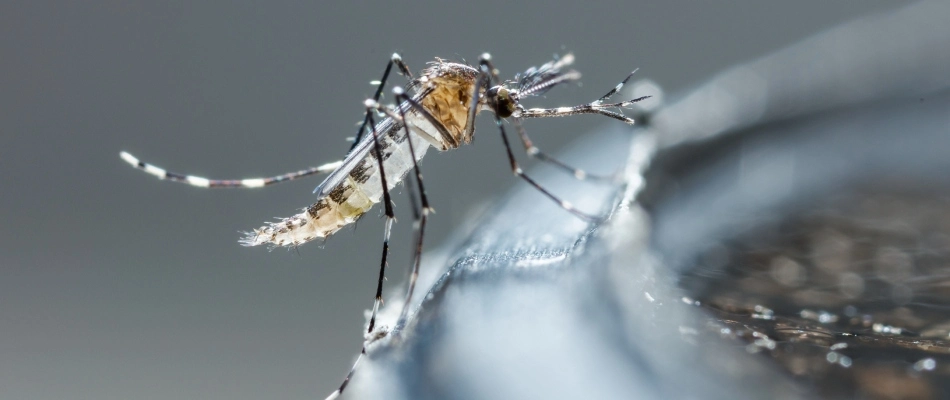 Mosquito by a bird bath in Kimberly, WI.