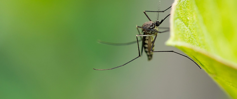 Mosquito found over leaf in lawn in Freedom, WI.