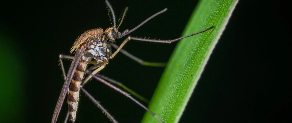 Mosquito on a grass blade new a dew drop in Combined Locks, WI.