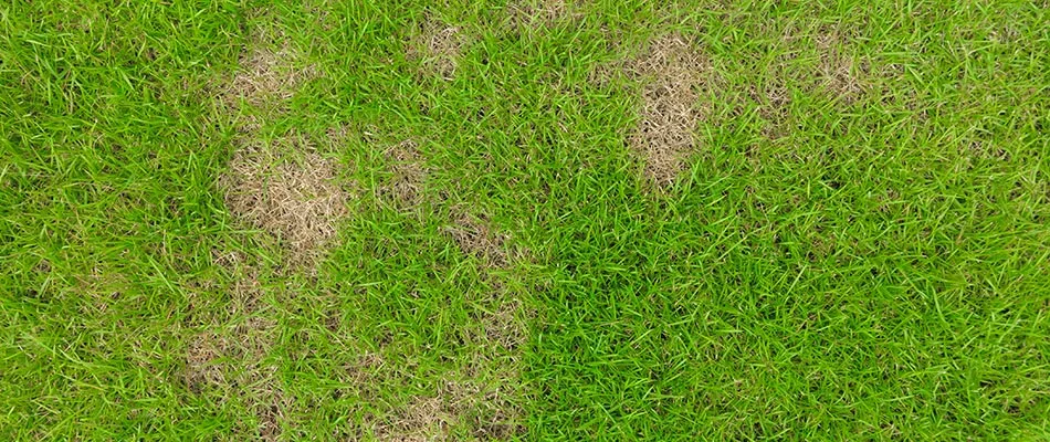 Necrotic ring spot found in a client's lawn in Glenmore, WI.