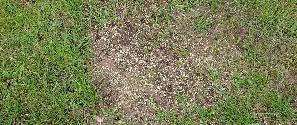 Bare patch in lawn being filled in with overseeding seeds in Appleton, WI.