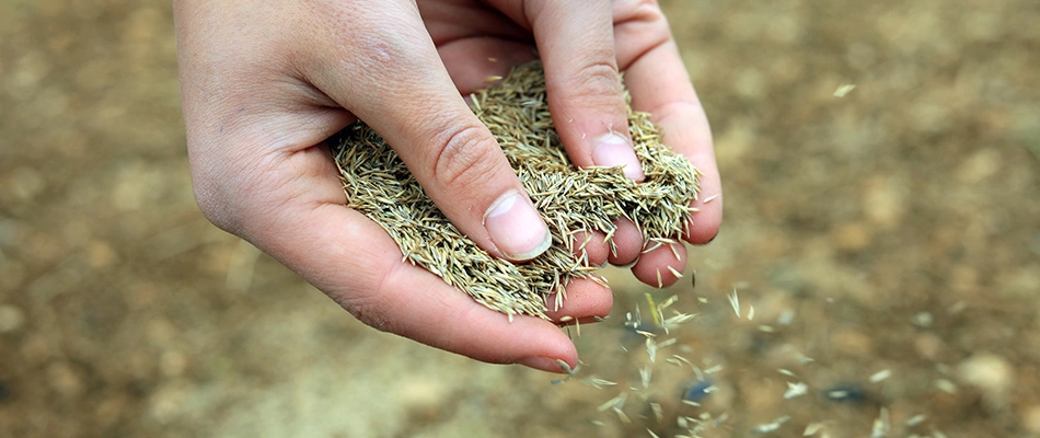 Professional pouring Kentucky blue grass seeds into lawn in Allouez, WI.