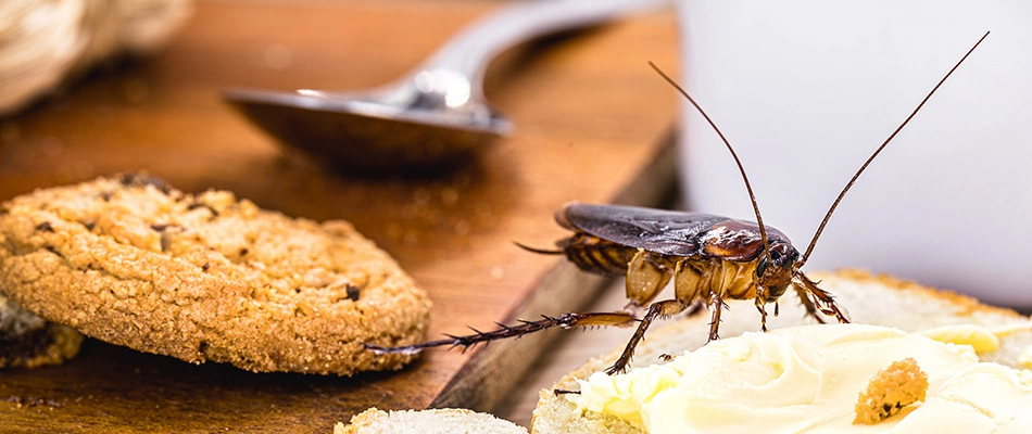 Roach found on food left out over counter in Appleton, WI.