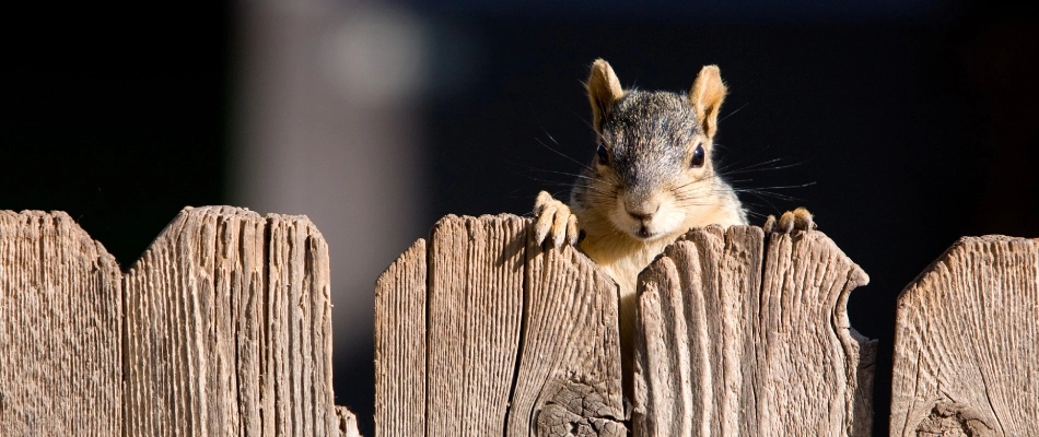 Squirrel peeking over a client's fence in Pittsfield, WI.