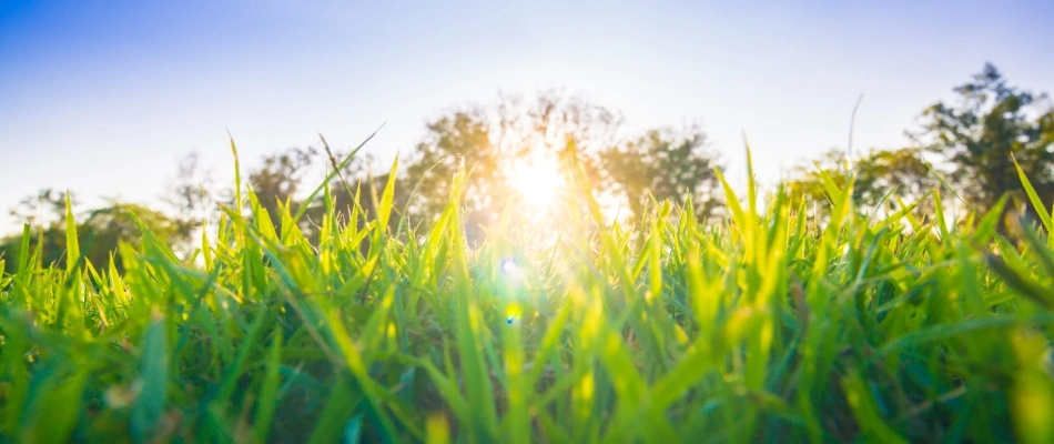 Sun beaming over lawn in Combined Locks, WI.