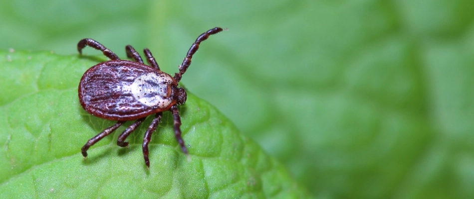 Tick found over a leaf in Hobart, WI.