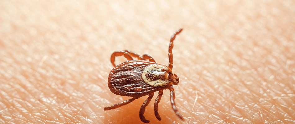 Tick on homeowner's arm in Freedom, WI.