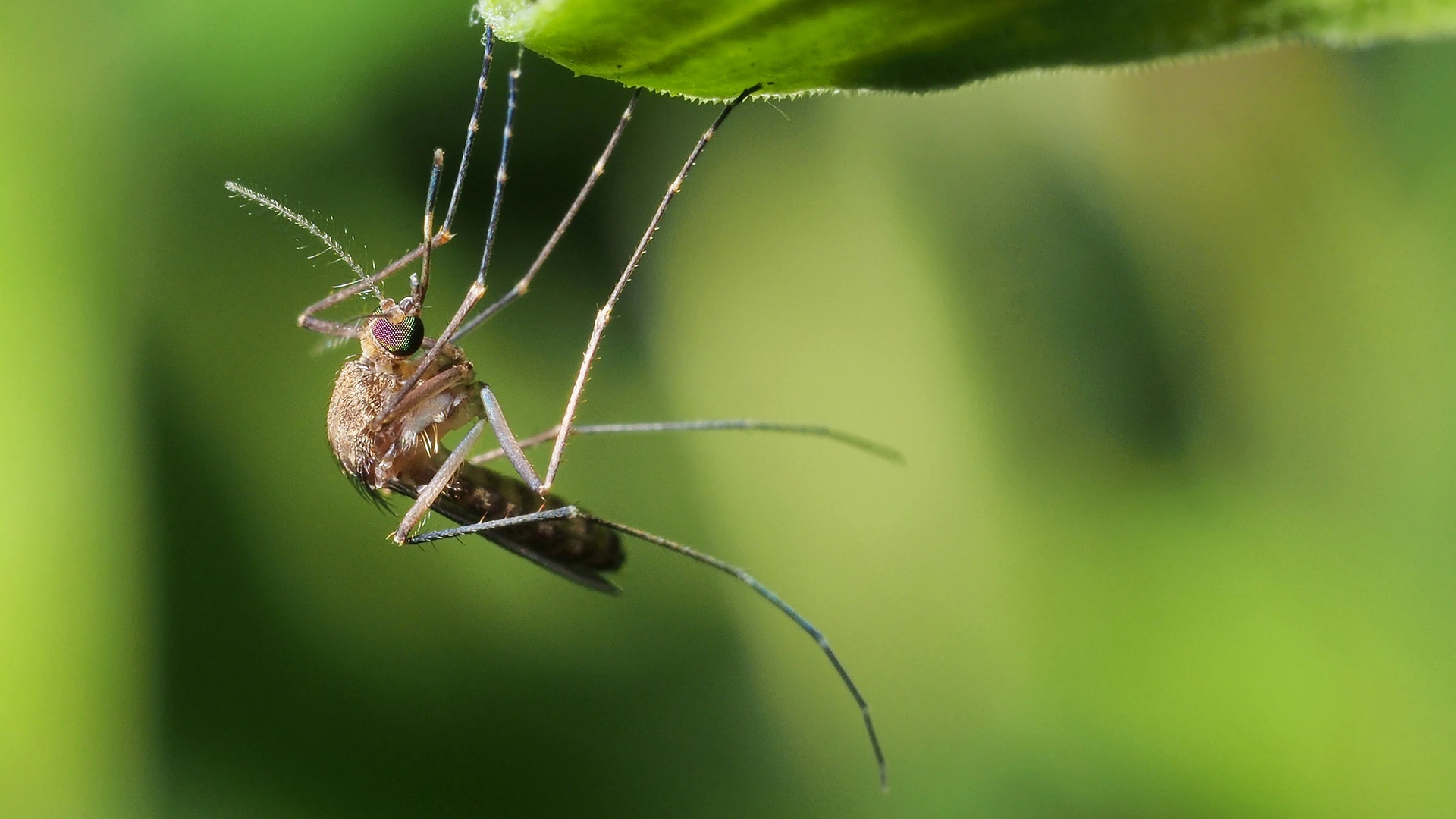 Mosquito hanging from a grass blade in Wells, MI.
