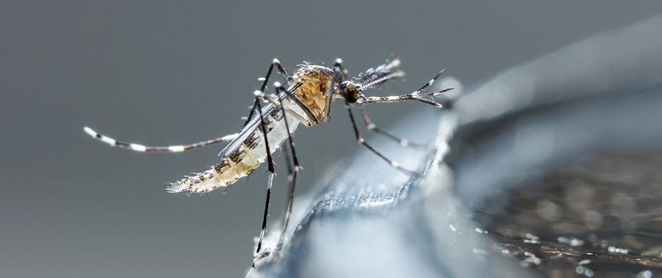 Mosquito found at water feature on a property in Escanaba, MI.