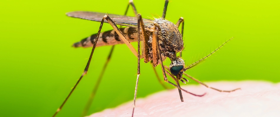 Mosquito biting a homeowner's hand in Delta County, MI.