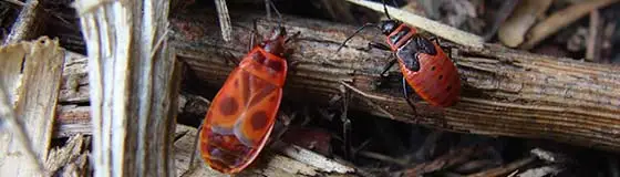 Chinch bugs in yard debris at a property in Appleton, Wisconsin.
