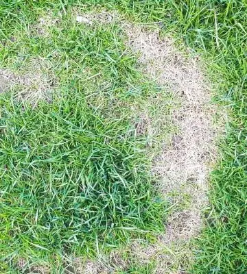 Frog eye lawn disease seen in a yard near Escanaba, Michigan.