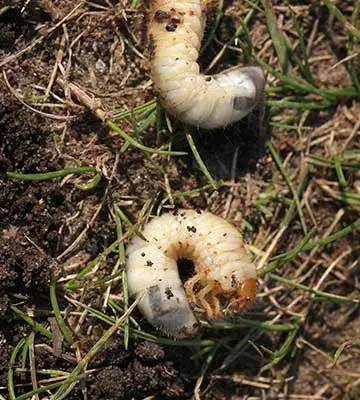 Lawn grub pests found in a yard near Escanaba, Michigan.