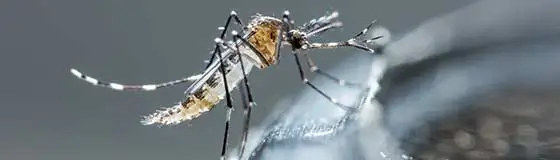 Mosquito on a water fountain near Escanaba, MI.