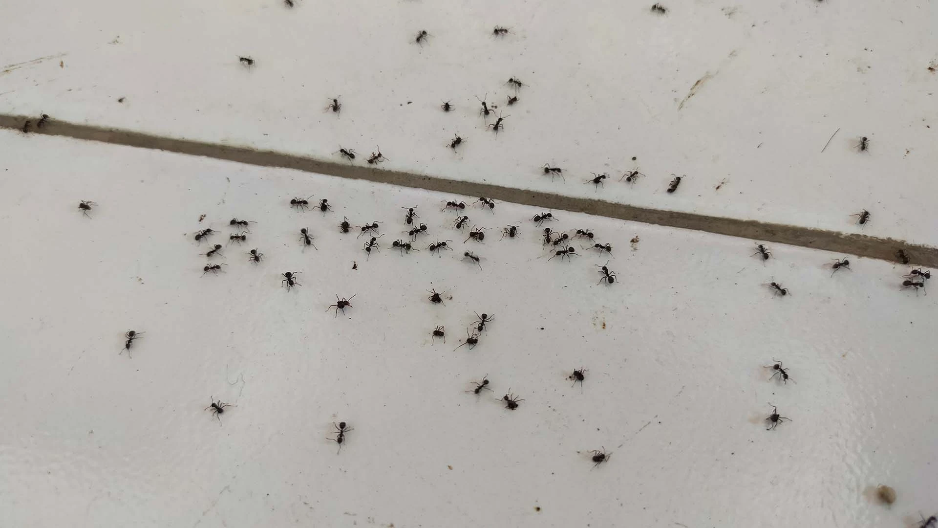 Ants on the floor of an Appleton, WI home.
