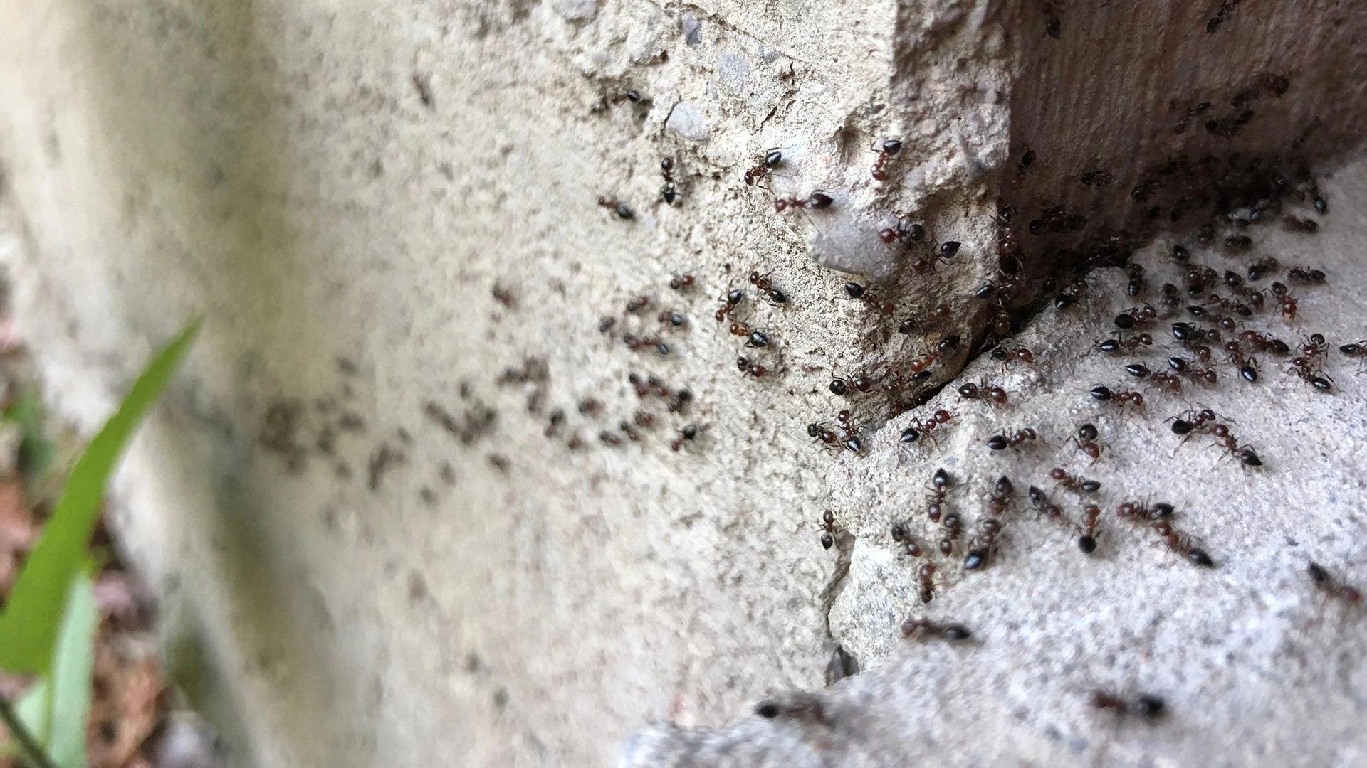 An ant infestation at a home in Appleton, WI.