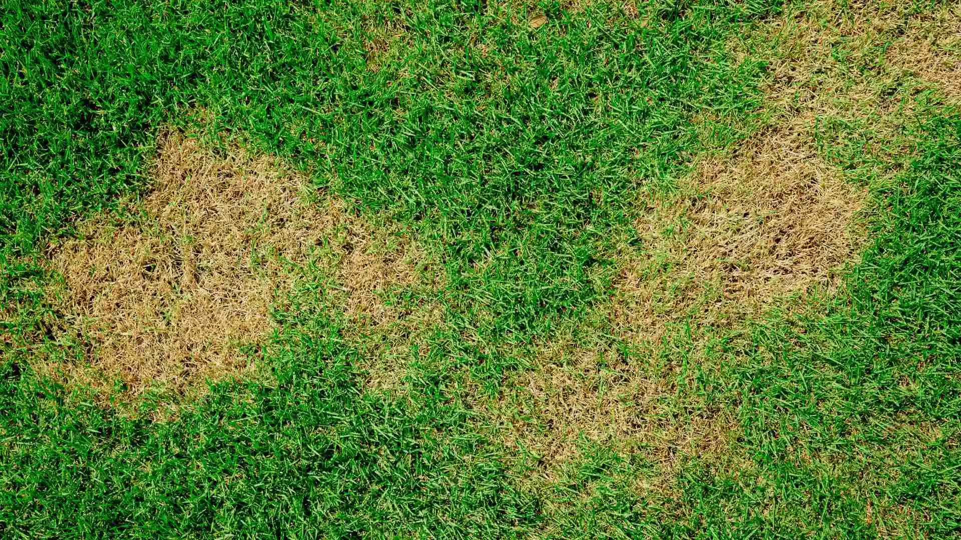 Brown patch in grass in Howard, WI.