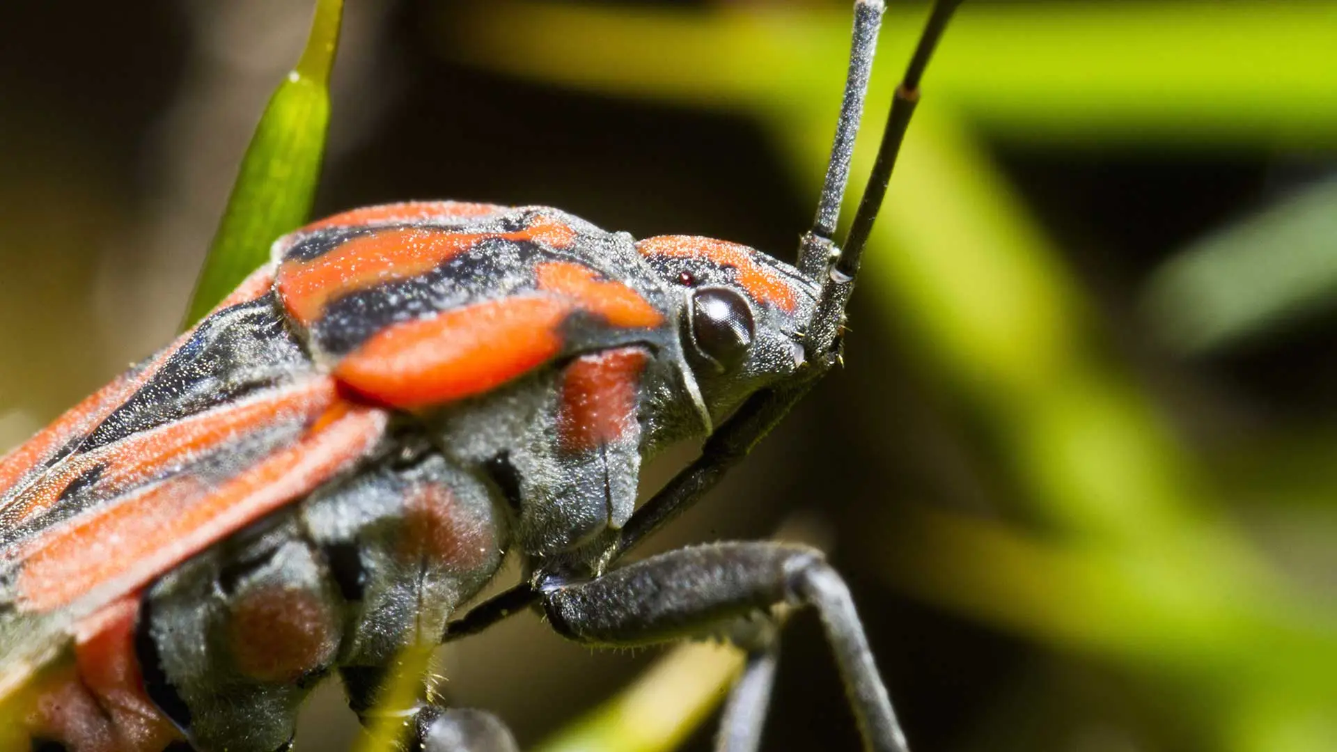 Chinch bug spotted in a lawn near Appleton, WI.