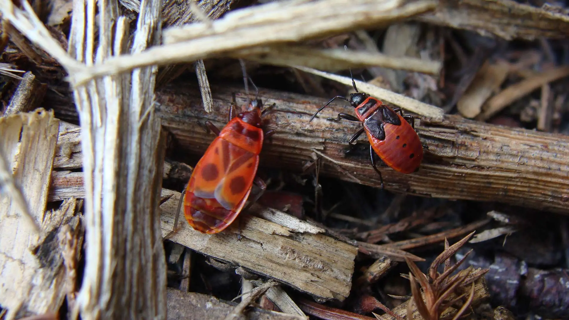 Chinch bugs seen in yard debris near Appleton, WI.