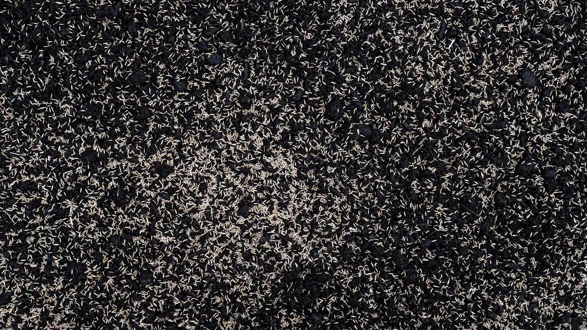 Dark soil with fescue seed scattered throughout near Bellevue, WI.