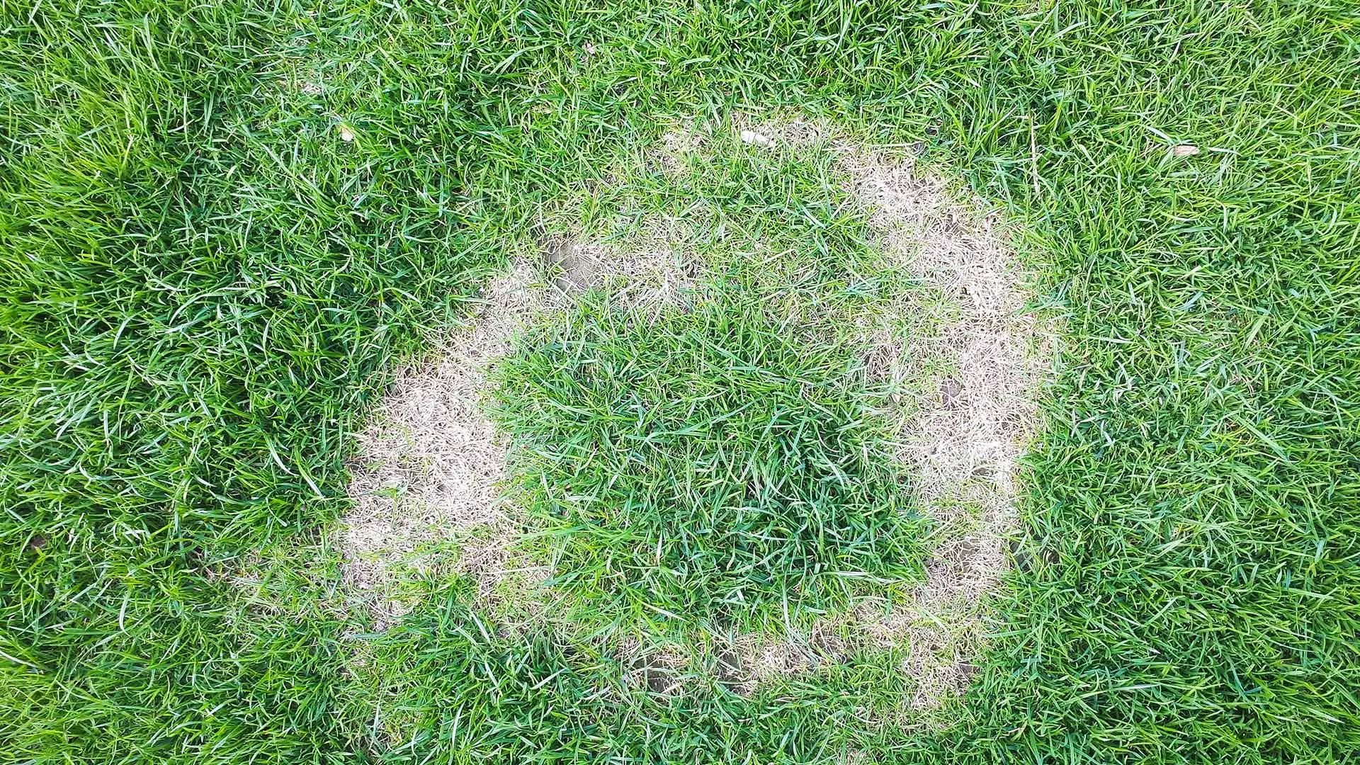 Frog eye necrotic ring spot disease in Appleton, WI. 