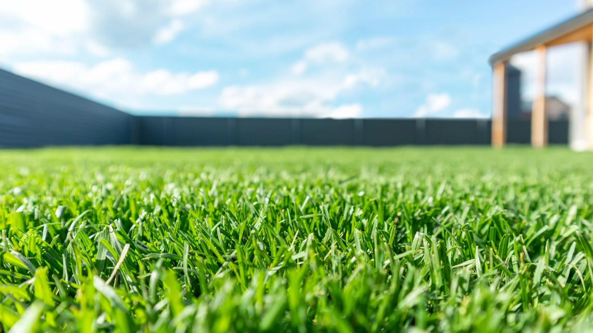 Healthy green and tall grass blades after aeration services in Marquette, MI.