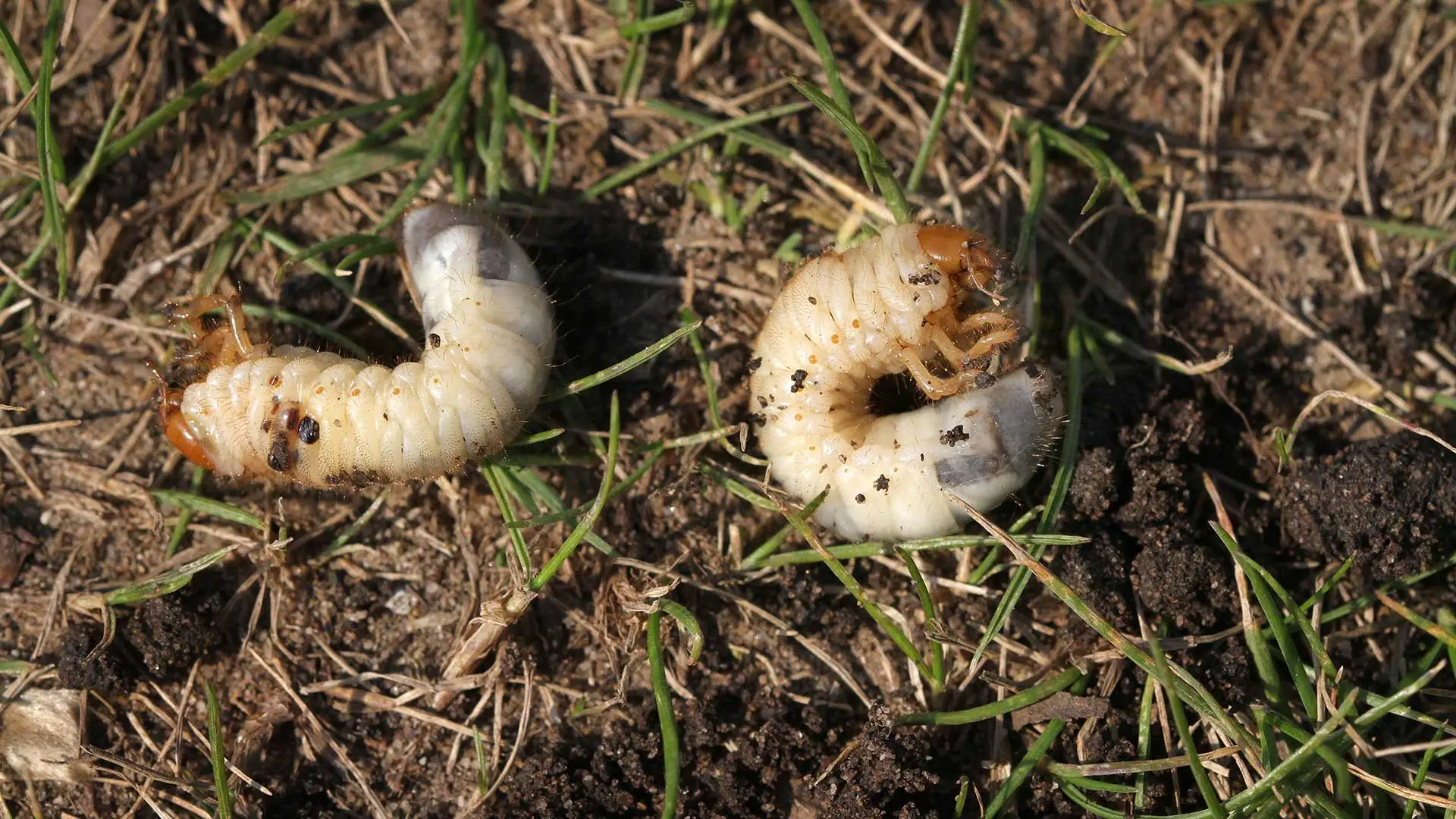 Grubs found rolling around in a lawn near Appleton, WI.