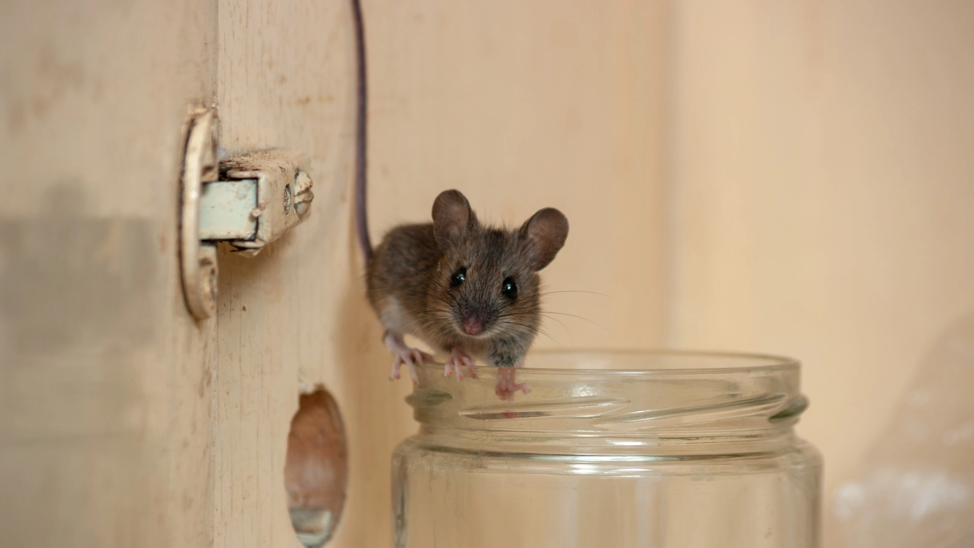 Mouse on top of jar at a home in Appleton, WI. 