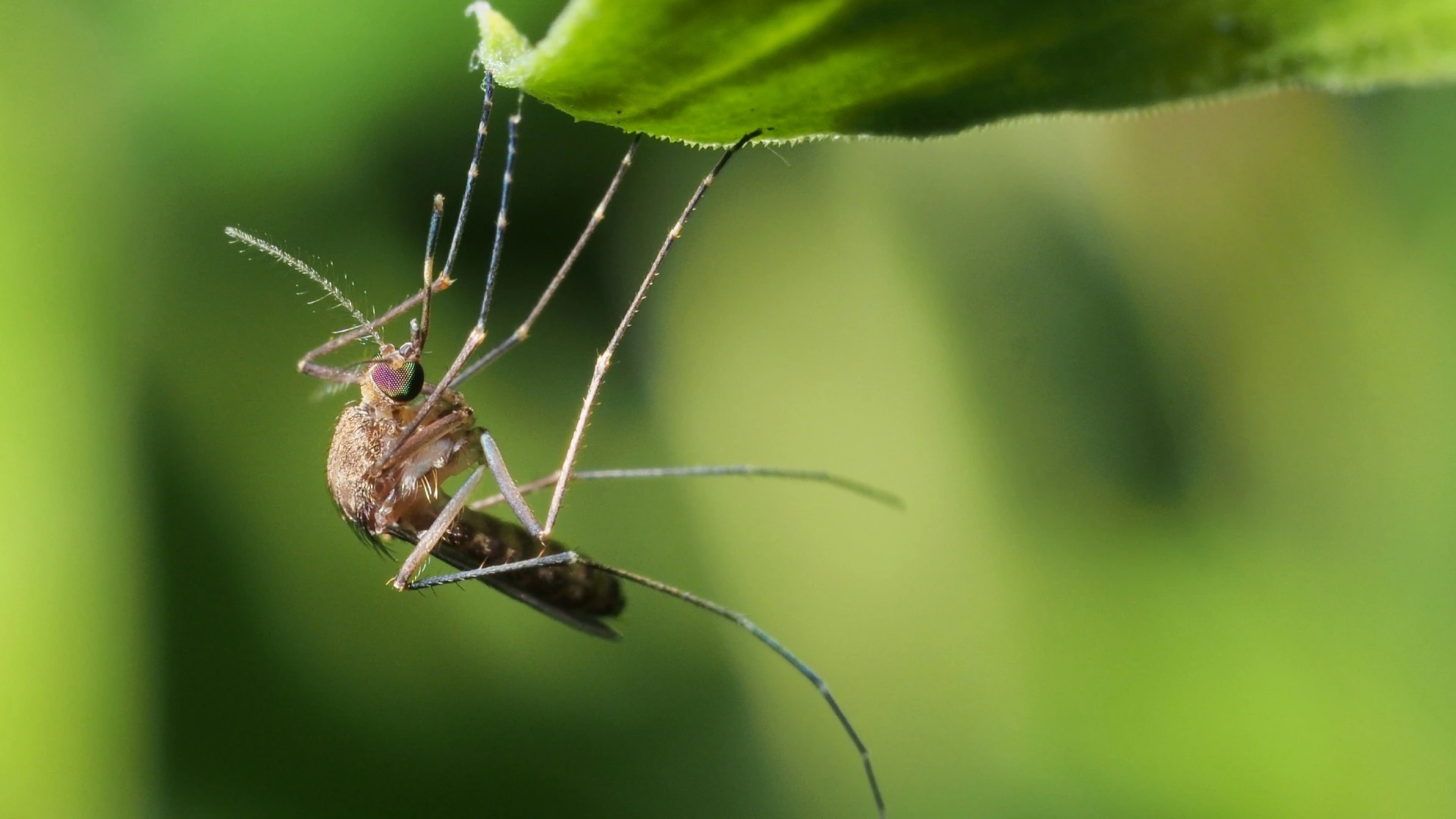 A mosquito hanging from a leaf in lawn in Iron Mountain, MI.